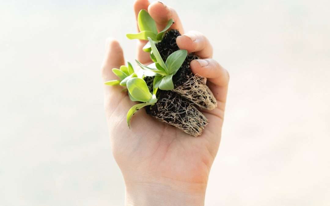 ESGs and Regenerative Practice: Future-Proofing Your Business